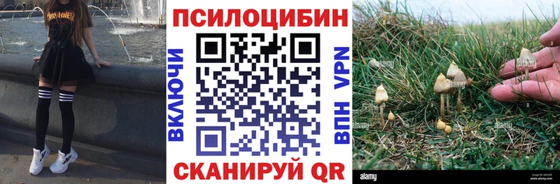 Псилоцибиновые грибы мицелий  Тверь 